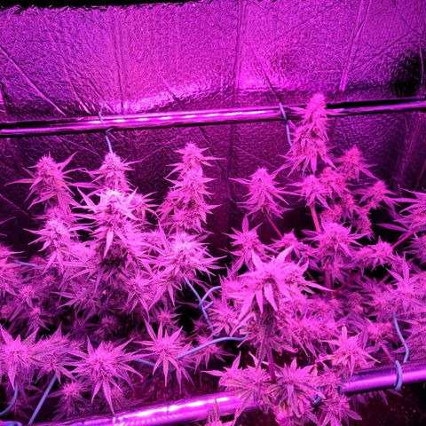 Bag Seed First Gos growlog timeline photo