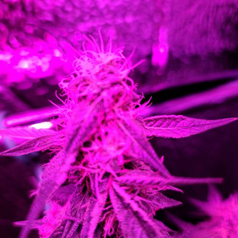 Bag Seed First Gos growlog timeline photo