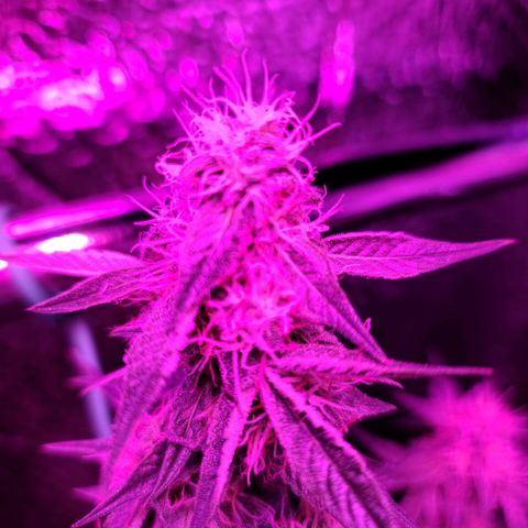 Bag Seed First Gos growlog timeline photo