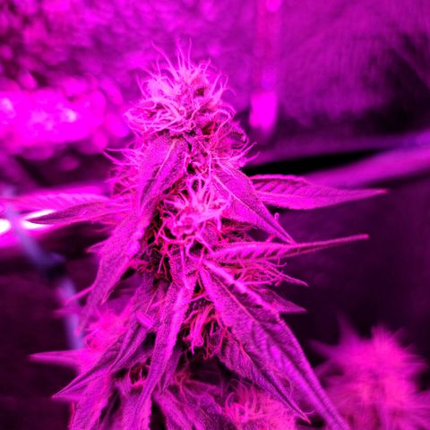 Bag Seed First Gos growlog timeline photo