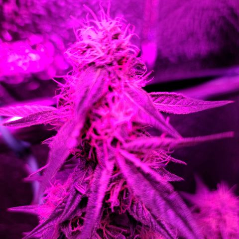 Bag Seed First Gos growlog timeline photo
