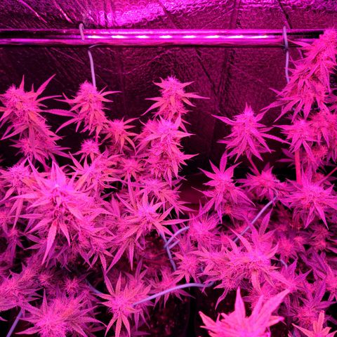 Bag Seed First Gos growlog timeline photo