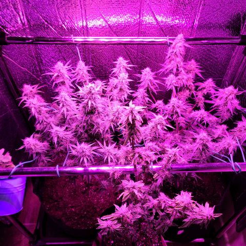 Bag Seed First Gos growlog timeline photo