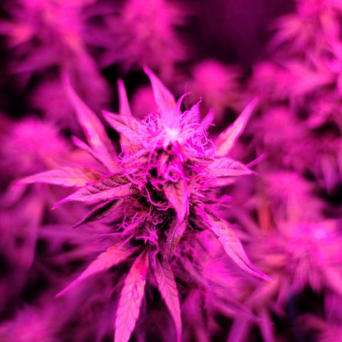Bag Seed First Gos growlog timeline photo