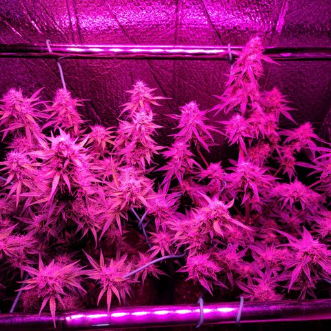 Bag Seed First Gos growlog timeline photo