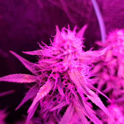 Bag Seed First Gos growlog timeline photo