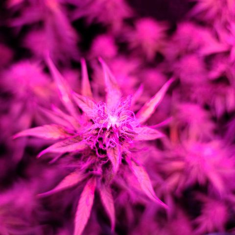 Bag Seed First Gos growlog timeline photo