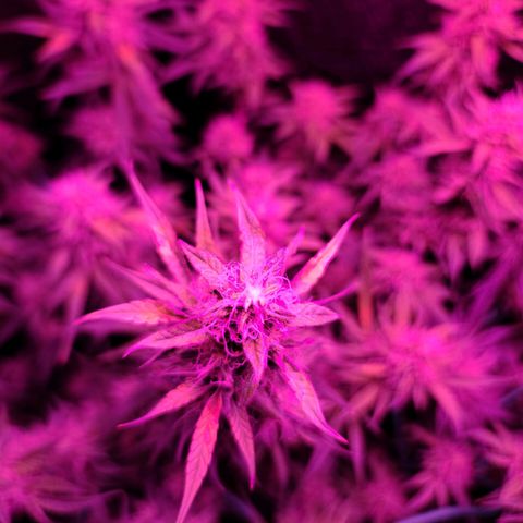 Bag Seed First Gos growlog timeline photo