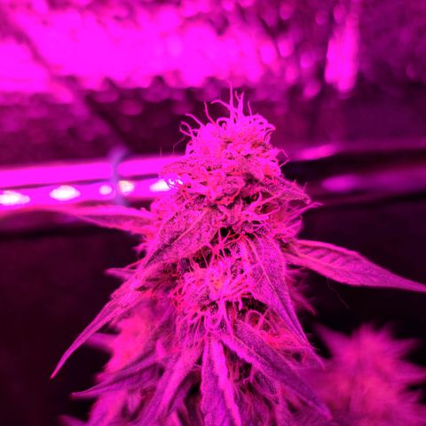 Bag Seed First Gos growlog timeline photo