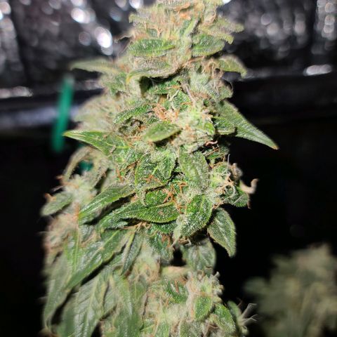 Bag Seed First Gos growlog timeline photo