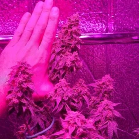 Bag Seed First Gos growlog timeline photo