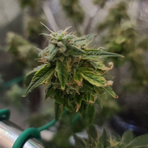 Bag Seed First Gos growlog timeline photo