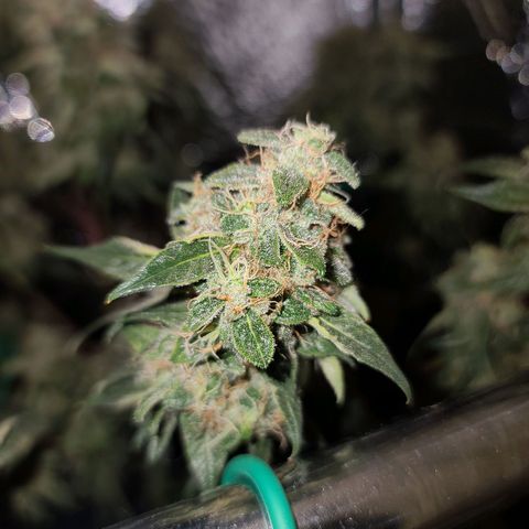 Bag Seed First Gos growlog timeline photo