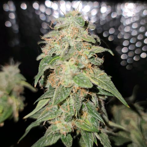 Bag Seed First Gos growlog timeline photo