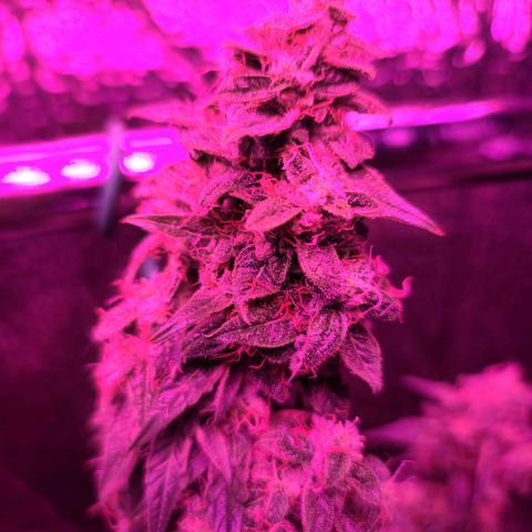 Bag Seed First Gos growlog timeline photo