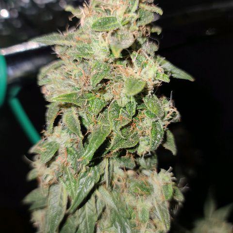 Bag Seed First Gos growlog timeline photo