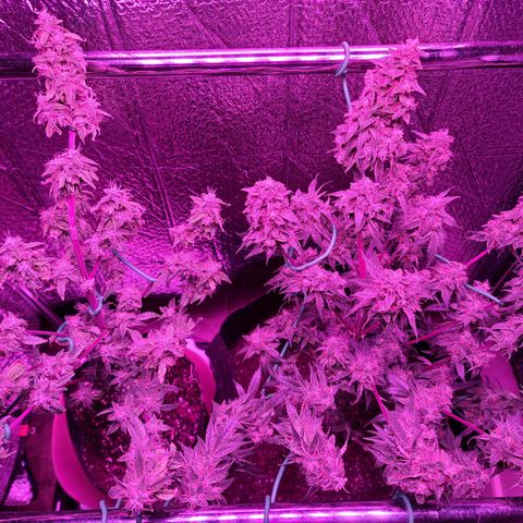 Bag Seed First Gos growlog timeline photo
