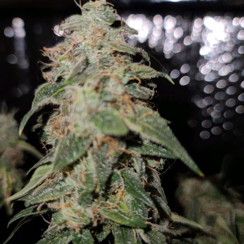 Bag Seed First Gos growlog timeline photo