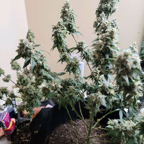Bag Seed First Gos growlog timeline photo