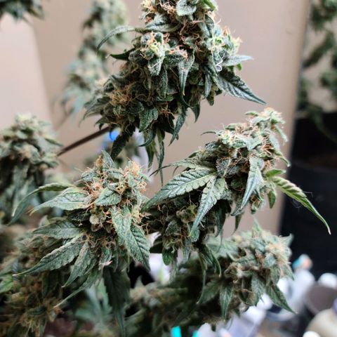 Bag Seed First Gos growlog timeline photo