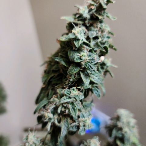 Bag Seed First Gos growlog timeline photo