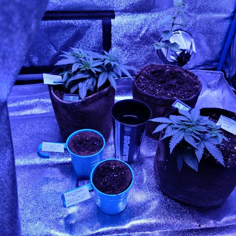 Bag Seed First Gos growlog timeline photo