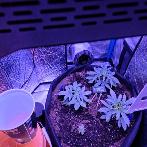 Bag Seed First Gos growlog photo: All 4 plants are potted in one pot. 