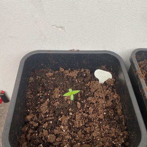 Apple Fritter Autoflower growlog photo
