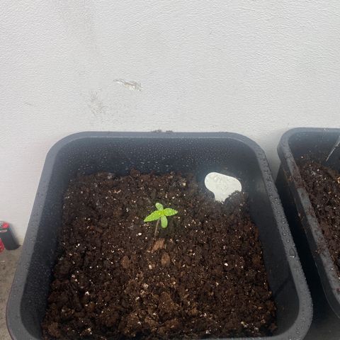 Apple Fritter Autoflower growlog photo