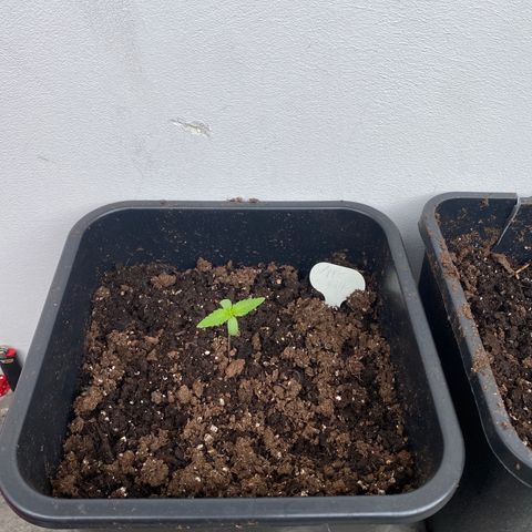 Apple Fritter Autoflower growlog photo