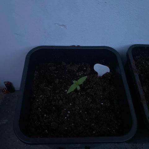 Apple Fritter Autoflower growlog photo