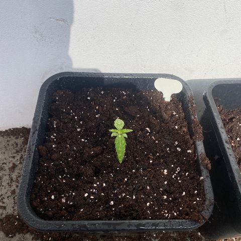 Apple Fritter Autoflower growlog photo
