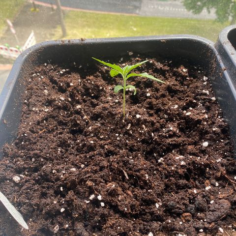 Apple Fritter Autoflower growlog photo: Gedüngt( ca 1l)