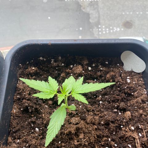 Apple Fritter Autoflower growlog photo: Feini wird groß, morgen wird wieder gedüngt