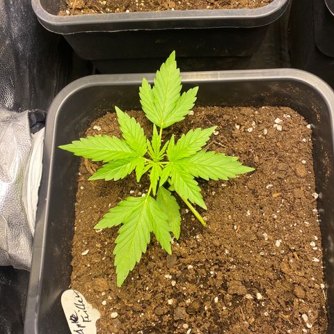 Apple Fritter Autoflower growlog photo: Feini ist kurzfristig nach drin gezogen, Training läuft prächtig 