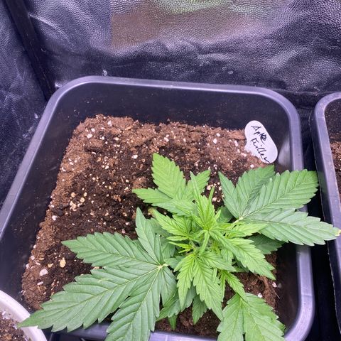 Apple Fritter Autoflower growlog photo: Feini durfte reinziehen, weil er sich überragend entwickelt 