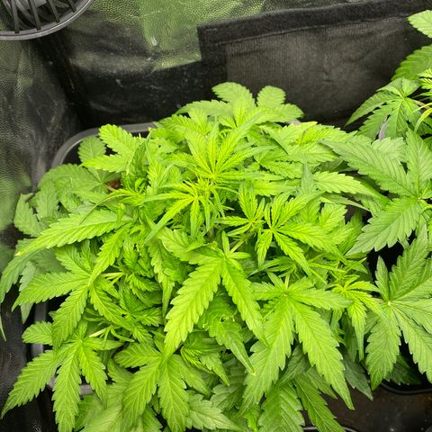 Apple Fritter Autoflower growlog photo: Neues Update