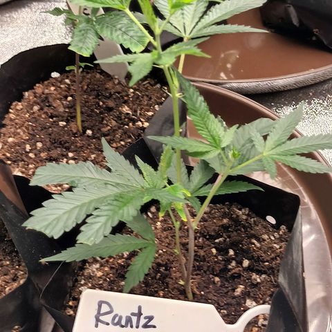 Runtz Of Eden growlog photo 1