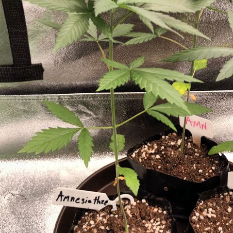 Foto 2 do growlog de Amnesia Haze