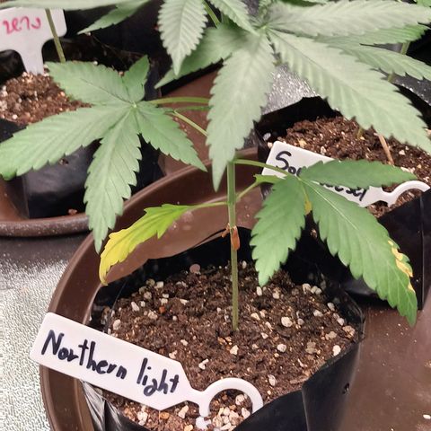 Northern Light Growlog-Foto 2
