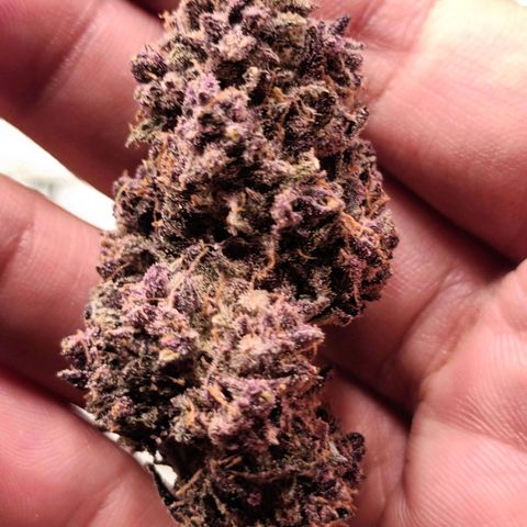 Runtz Of Eden growlog photo 2