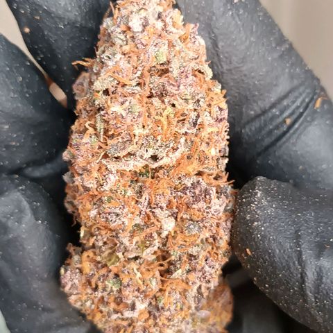 Foto 1 do growlog de Purple Kush