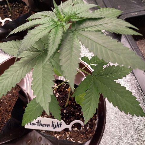 Northern Light Growlog-Foto 1