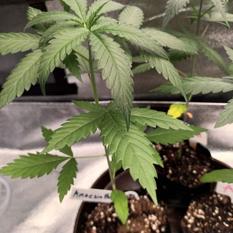 Foto 1 do growlog de Amnesia Haze