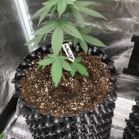 Northern Light Growlog-Foto 3