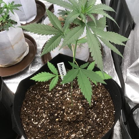 Foto 3 do growlog de Amnesia Haze