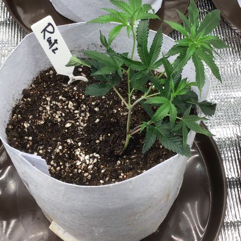 Runtz Of Eden growlog photo 3