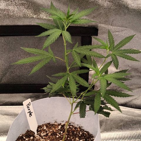 Purple Kush growlog timeline photo