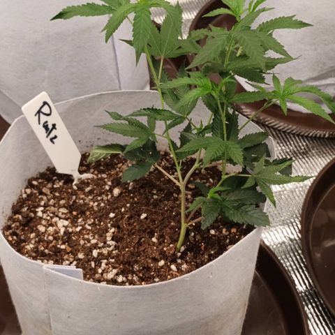 Runtz Of Eden growlog timeline photo