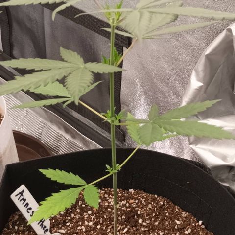 Amnesia Haze growlog timeline photo